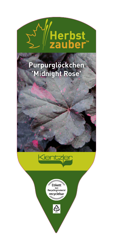 Heuchera Hybride Midnight Rose
