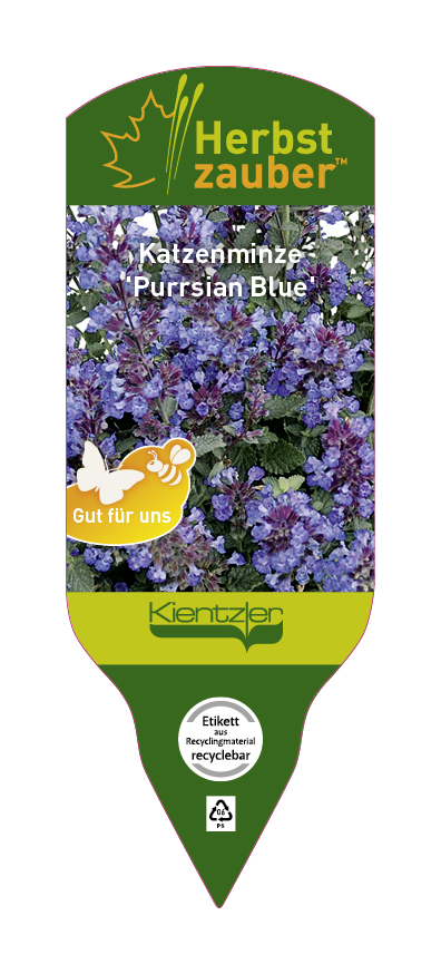 Nepeta Hybride Purrsian Blue
