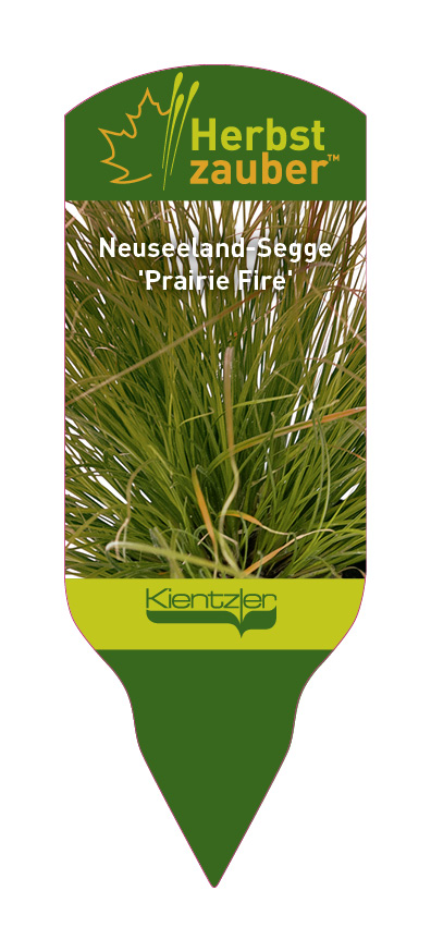 Carex Prairie Fire