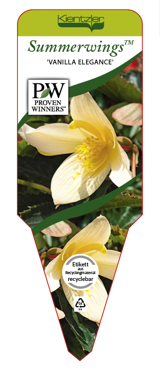 Begonia SUMMERWINGS™ 'Vanilla Elegance'