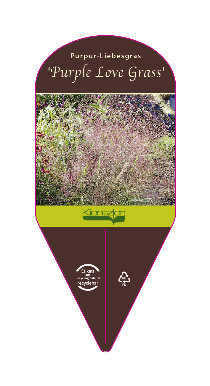 Eragrostis spectabilis Purple Love Grass