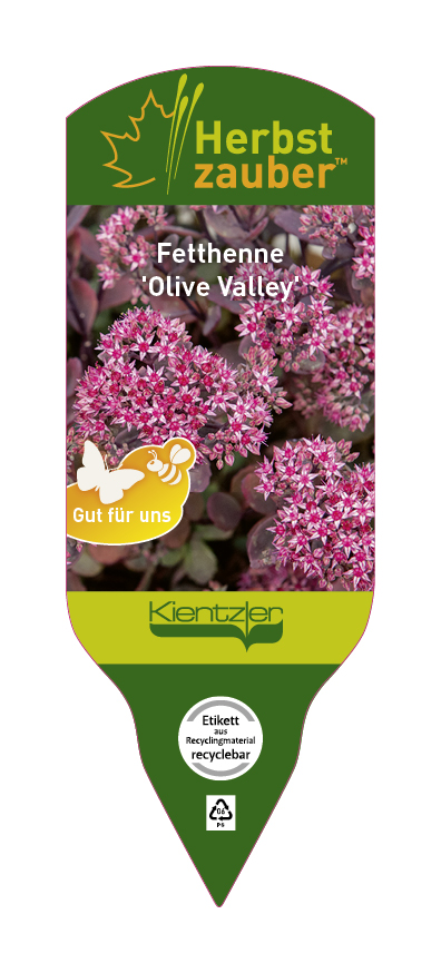 Sedum-Hybride Sedum Olive Valley