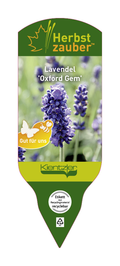 Lavandula angustifolia Oxford Gem