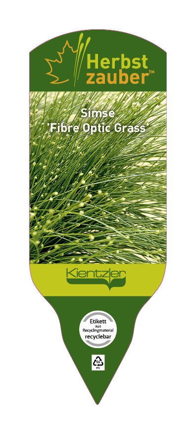 Scirpus Fibre Optic Grass