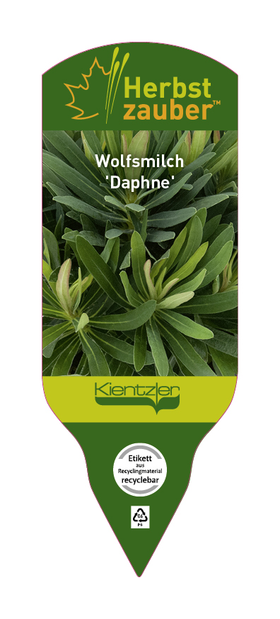 Euphorbia Daphne