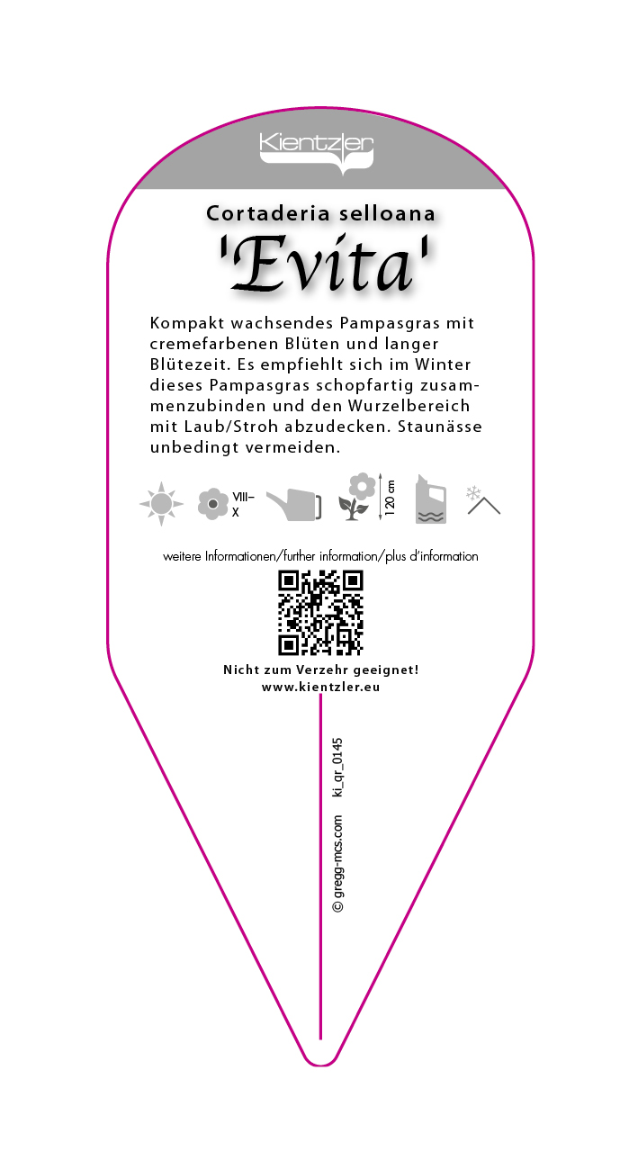 Cortaderia selloana Evita