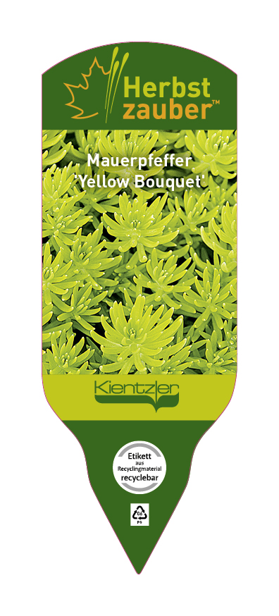 Sedum Yellow Bouquet