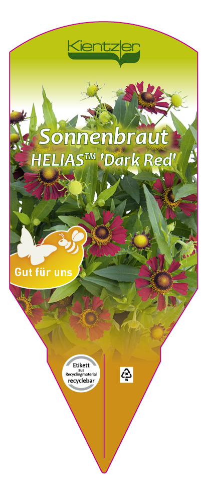 Helenium HELIAS 'Dark Red'
