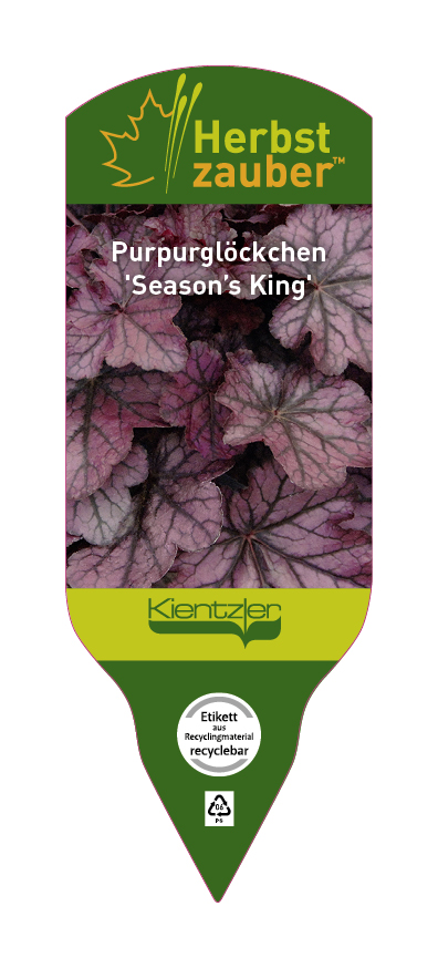 Heuchera Hybride Seasons King