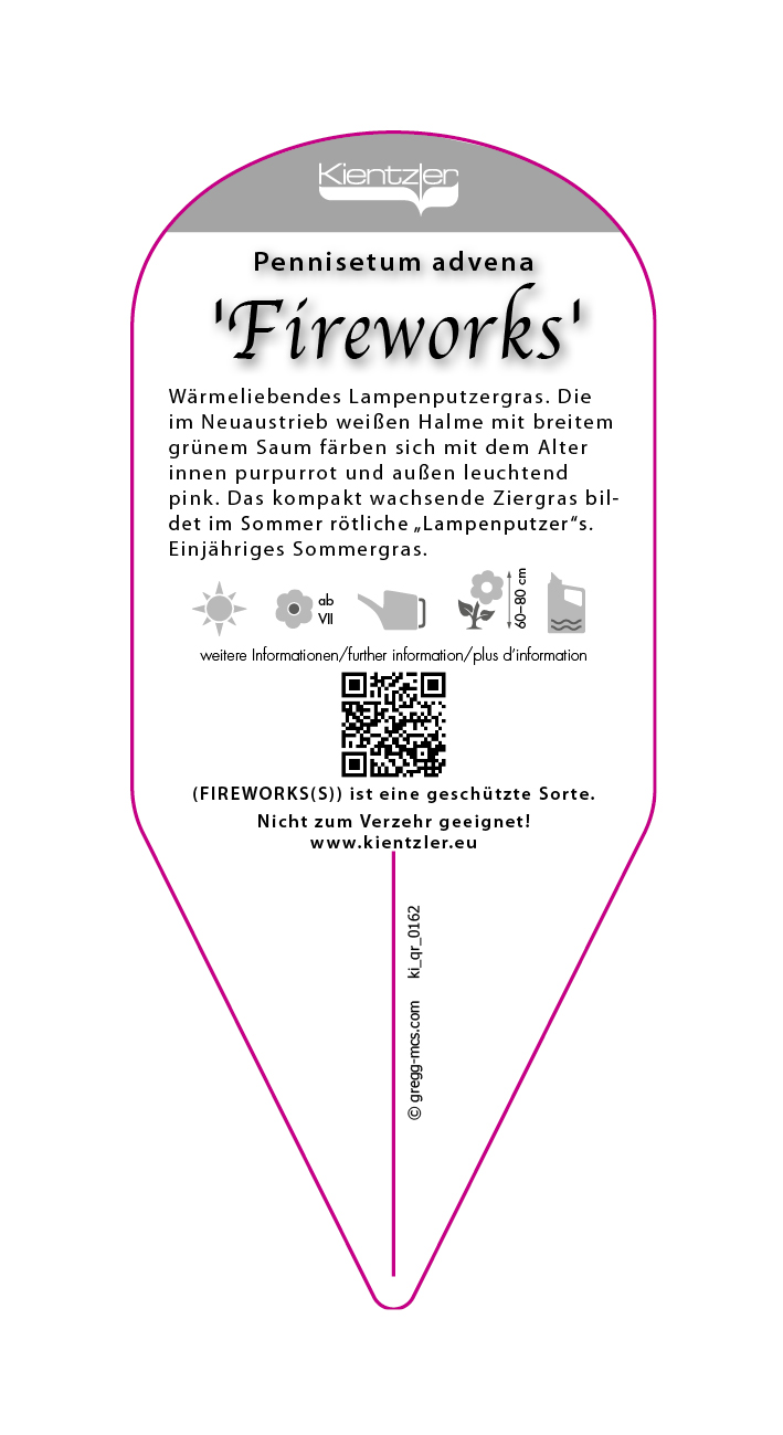 Pennisetum advena Fireworks